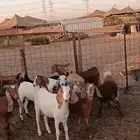 9 روس جفار مشاريك من 1200