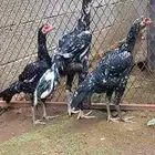 دجاج باكستاني سندي بيور