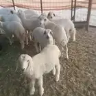 ضأن للبيع