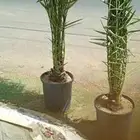 يوجد لدينا جميع انواع انخيل