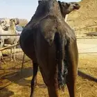 ناقه منهم ام رابع وطبع كفو ضريبه طيبه