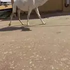 للبيع ناقه وضحه ثنيه رمانيه ملاقي على جميع الشروط