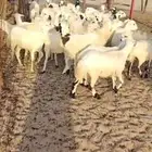 رفيدي للبيع
