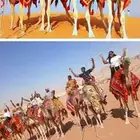 اجار جمال ركبي قلايص باليوم اسبوع شهر اسعار لا مناسبه ترضي ا