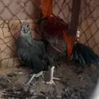 ديك هجين باكستاني للبيع