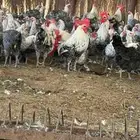 دجاج فيومي صافي