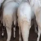سواكن مرابي فل الفل شحم
