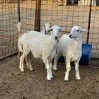للبيع ذبايح حريه ( طلي - رخل ) يوجد ذبح وتوصيل .