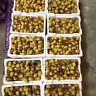 تمر شيشي حبه طيبه