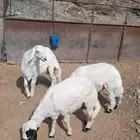 حلال