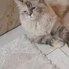 قطه هملايا أنثى للتبني موجود بالخرج الي يحتاجها يبعث