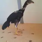 فرخ تايلاندي