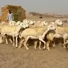 غنم حريات رخال طيبه عددها 36راس تحتها 1