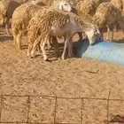 ضان حريه صنف