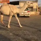 للبيع الناقه الخفوت الرباع على جميع الشروط السوم 10 الف ريال