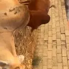 بقر