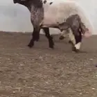فحوله طيبه فاخره واحد رباع اواحدسديس للبيع