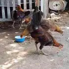دجاج بلدي ترثه