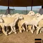غنم حريات رخال