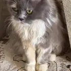 للبيع قطة فريده من نوعها