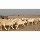 غنم حريات خالفات جروم ودفيع طيبه عددها 34راس