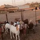 9 جفار مقاني من 1200