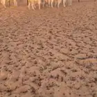 جفرات مصريات