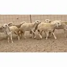 غنم حريات رخال جدعات