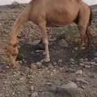 ناقه ساحليه ب 4000 تم البيع