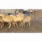 غنم حريات خالفات رخال