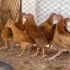 لبييع فراريج تركي اصل شرط صحه العمر من شهر وطالع العدد 24