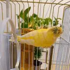 السلام عليكم ورحمة الله وبركاته كناري
