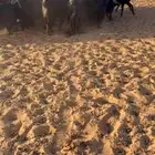معزا عوارض تم البيع
