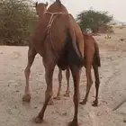 خلفه حمرا ساحليه اصل