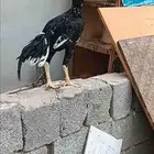 طقم سندي