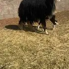 نعجه نجديه ولد تحته رخل