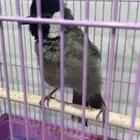 بلبول
