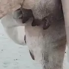 خلفه بكر اول ولده