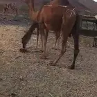 عشرا كفو معها قعود