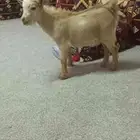تيس قزمي لطيف