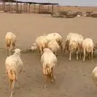 30 ضان رفيديه يتبعها 23