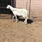 شاه رباع دافع وقريب ولاده