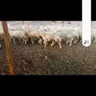 رخال حريه جدعات