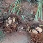 نخيل مثمره للبيع وتوصيل وغرس