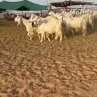 معزا مصريات تم البيع