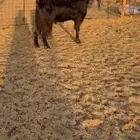 فحل عارضي مشروك بهولندي