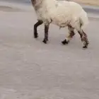 جدعان طيبات للبيع العدد2 راس