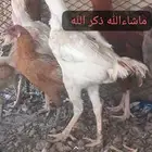 شامو