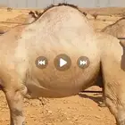 حشو طايشه شحم فل الفل