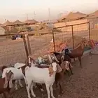 9 جفرات مشاريك من 1100